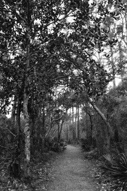Lovers' Lane Black and white photograph of a path in a forest