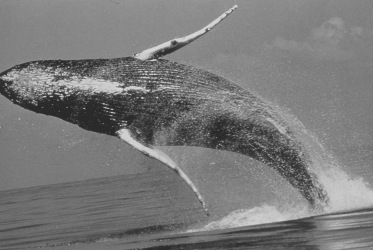 An adult humpback whale, approximately 79,000 pounds, breaching Black and white photo of a humpback whale breaching