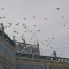2005 Mazar birds 2 (photo by Sahar Muradi)
