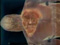 alwast image